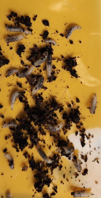 이 벌레 이름이 뭐에요???????의 0번 째 이미지