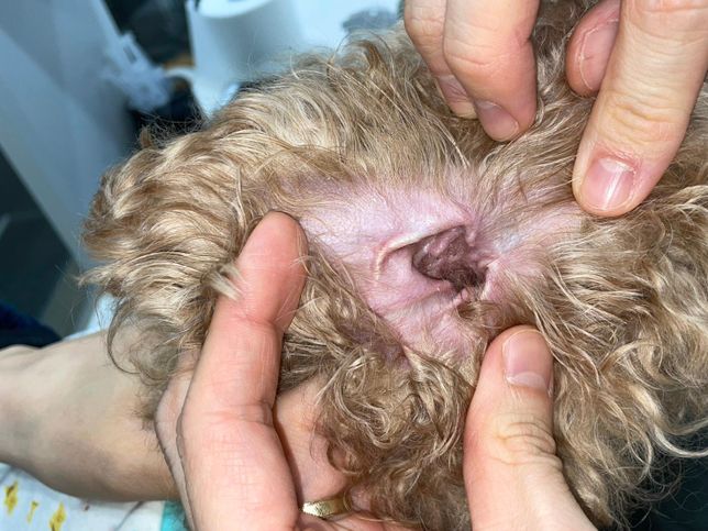 강아지 검이겸 그리고 현미경 검사 결과좀 봐주시면 감사하겠습니다.의 1번 째 이미지