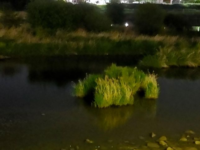 청둥오리나 고방오리 같은 야생 오리는 왜 밤에 얕은 습지대에서도 활동하나요?의 3번 째 이미지