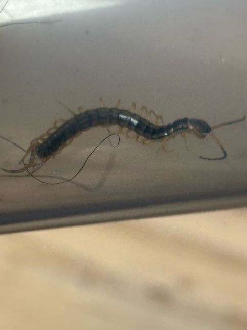 집에서 벌레가 나왔는데 이 벌레 이름이 뭔가요?의 1번 째 이미지