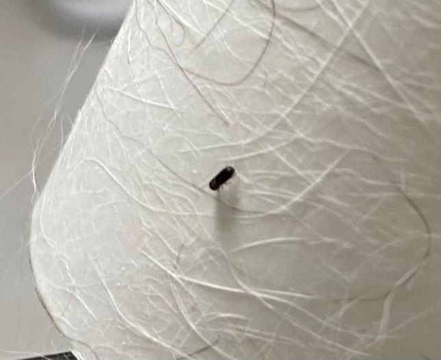 이거 무슨 벌레인가요???????의 2번 째 이미지