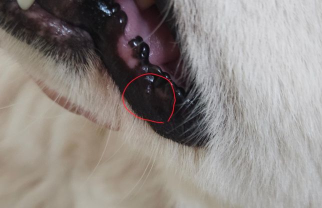 강아지 옆입술에 뭔가 동그란게 생겼어요의 1번 째 이미지