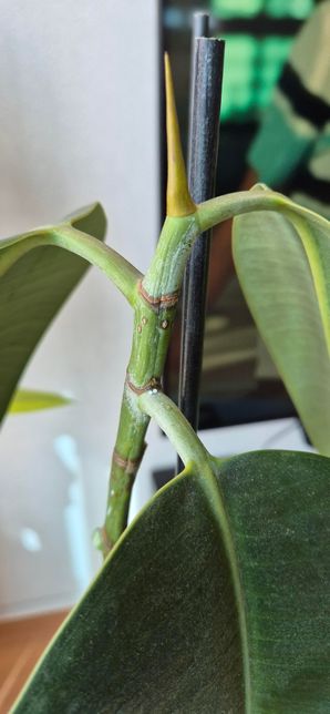 고무나무 시들해진 이유를 알 수 있나요?의 1번 째 이미지