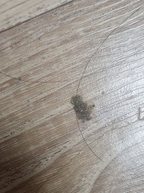 집에서 계속 먼지 같은 입자들이 발견됩니다.의 1번 째 이미지