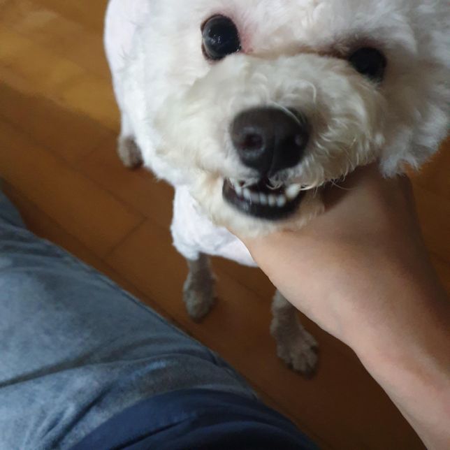 비숑이 눈물이 심한데 가끔긁고요 알레르기가 있는걸까요??의 0번 째 이미지