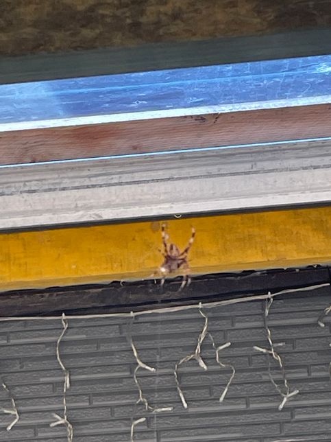 이거 무슨 거미인가요? 사진 화질은 안좋아요의 2번 째 이미지