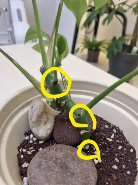 히메몬스테라상태좀봐주세요~~~의 0번 째 이미지