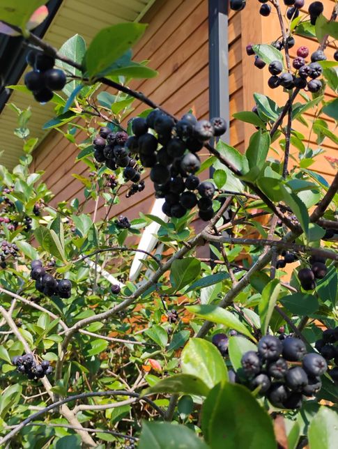 집 앞에서 나는 열매인데 이거 이름이 뭔가요?의 2번 째 이미지