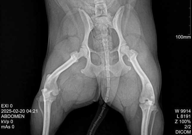 강아지 엑스레이 사진 슬개골 탈구인가요?의 0번 째 이미지