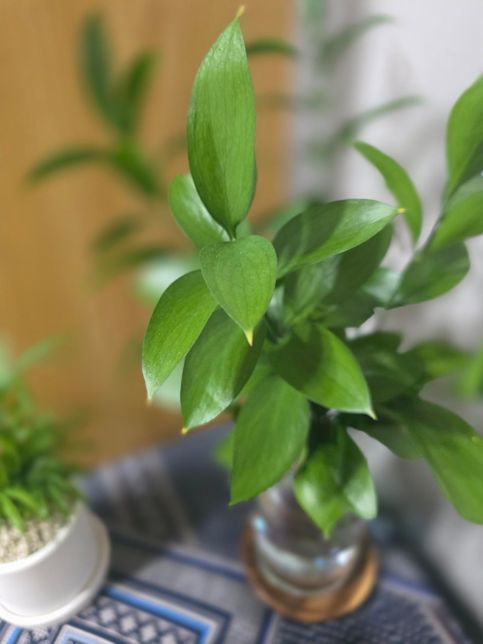 루스커스 수경 재배 수생 식물 키우기여의 0번 째 이미지