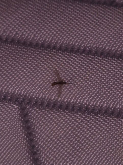 무슨벌레일까여? 밤에 갑자기 위잉 해서의 0번 째 이미지