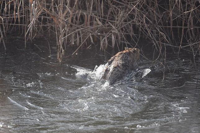 삵은 겨울에 차가운 얼음물에 들어가도 추워서 얼어죽지 않을까요?의 3번 째 이미지