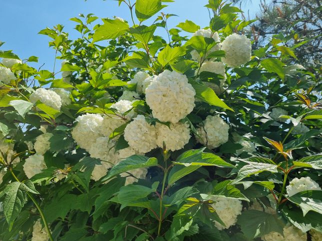 이것은 무슨 꽃인지 알려 주시면 감사하겠습니다.의 0번 째 이미지