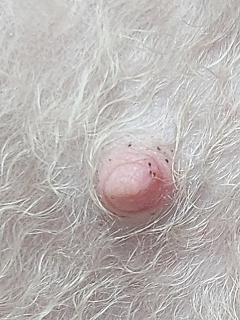 암컷강아지 질문??????????의 0번 째 이미지