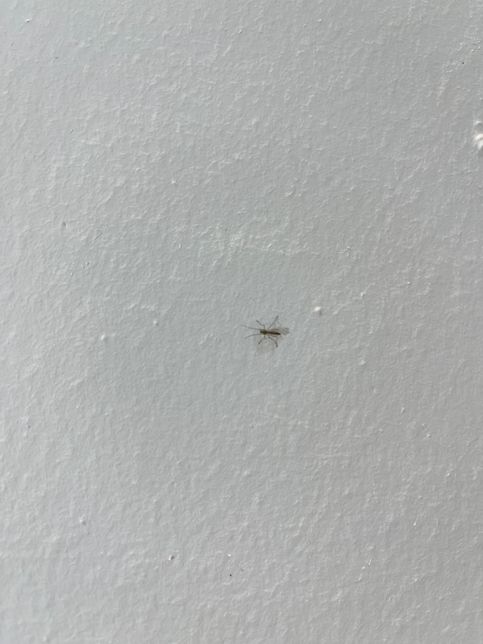 이 벌레 이름이 무엇이고 왜 생겨나나요?의 1번 째 이미지