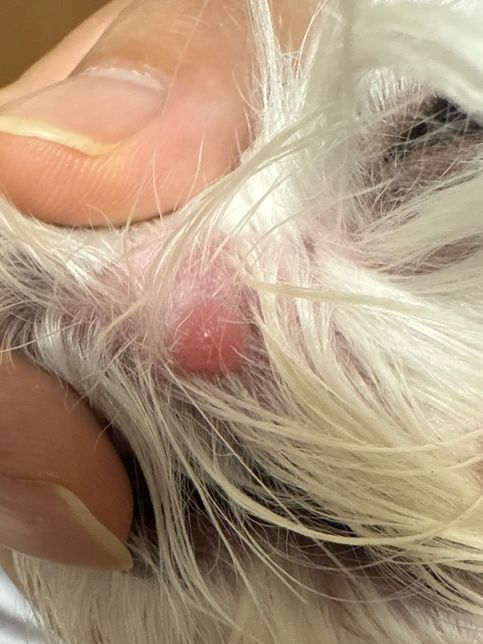 이게 뭘까요?? 종양인가요????의 1번 째 이미지
