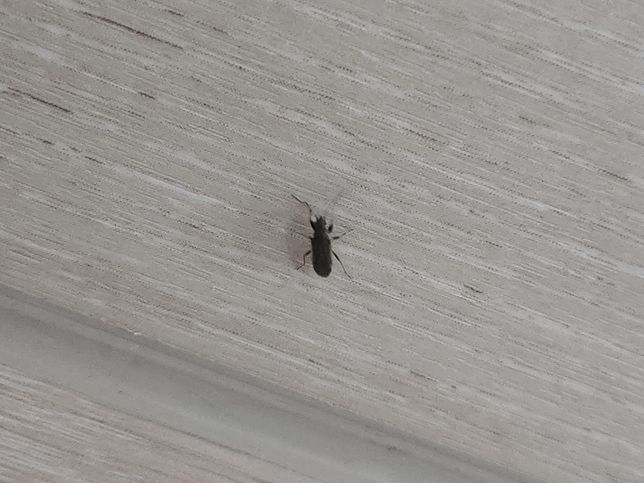 검은색 이거 무슨벌레인지 아시는분!!의 2번 째 이미지