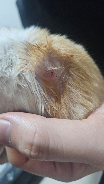 골든 햄스터 피부에 뭐가 낫는데 엄청 긁어요..의 0번 째 이미지