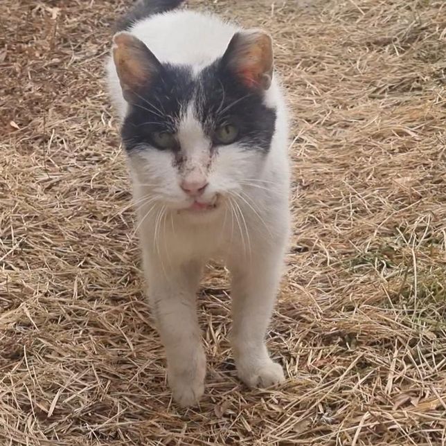 고양이 항생제 먹였는데도 아직 아파해요의 1번 째 이미지