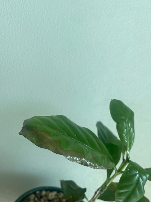 커피나무 잎의 끝 부분이 거뭇거뭇해지며 상태가 좋지 않습니다.의 0번 째 이미지