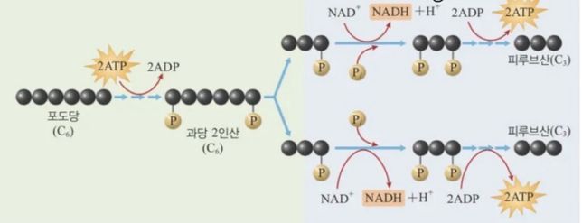 미생물이 포도당을 수소 이온과 전기로의 0번 째 이미지