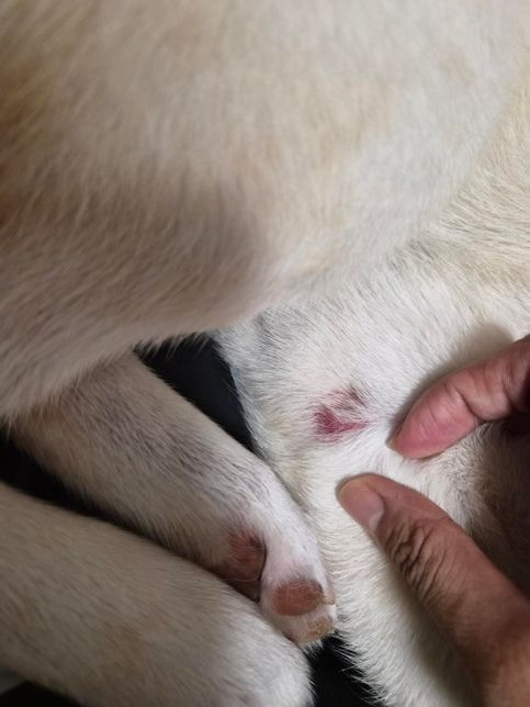 강아지 약 뭐 발라야하죠? 사진참고해주세요의 0번 째 이미지