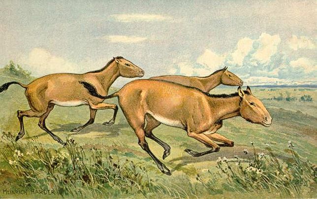 몸집이 큰 고대말 히파리온(Hipparion)은 왜 선사시대 때 살았던 말 중에서 널리 알려질 만큼 화석이 많이 발견되었나요?의 1번 째 이미지