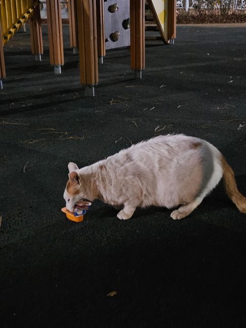 고양이 임신한걸까요 살찐껄까요??의 0번 째 이미지