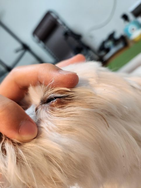 강아지 마이봄선 치료에 오메가3 도움되나요?의 1번 째 이미지