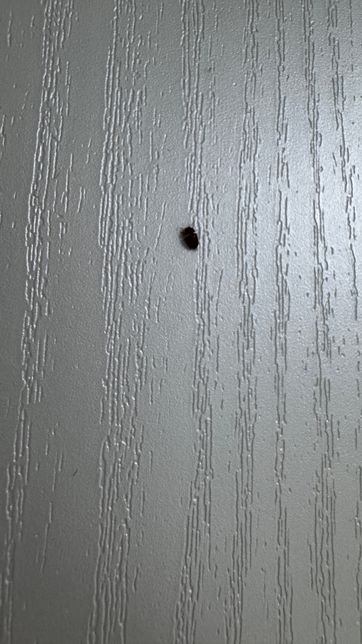 이 벌레 뭔지 아시나요 미칠꺼 같네요ㅠㅠ의 1번 째 이미지