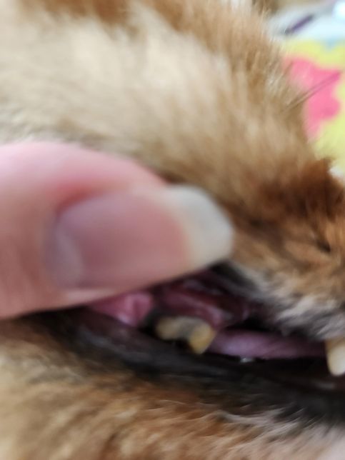 강아지 치아 흔들리는데 제가 빼도 되나요?의 1번 째 이미지