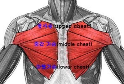 가슴운동 부위 나누어서 운동할 필요 있을까요?의 0번 째 이미지