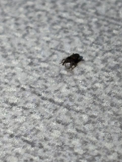 이게 무슨 벌레일까요 97년도에 지어진 아파트 사는데의 0번 째 이미지