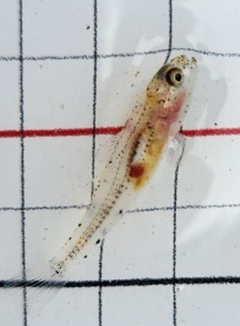 물고기(치어)이름 알려주세요~!의 0번 째 이미지