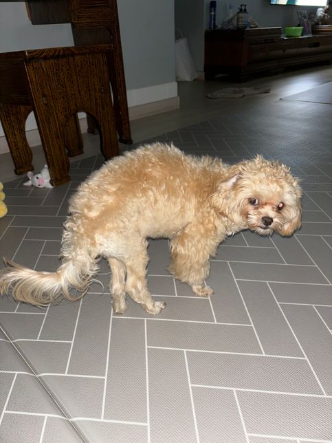 디스크 있는 것 같은 자세로 강아지가 계속 서 있어요의 0번 째 이미지