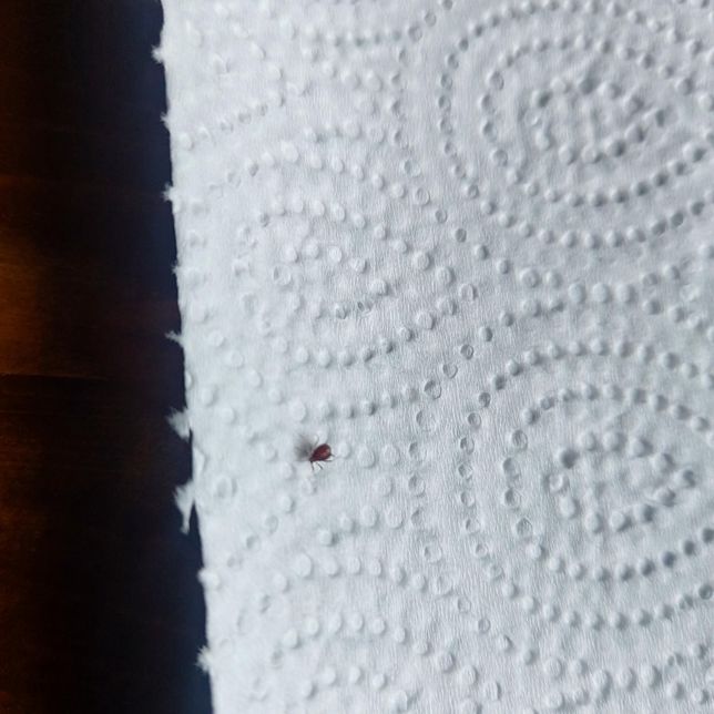 이상한벌레들 이름좀알려주세요ㆍㆍ의 1번 째 이미지