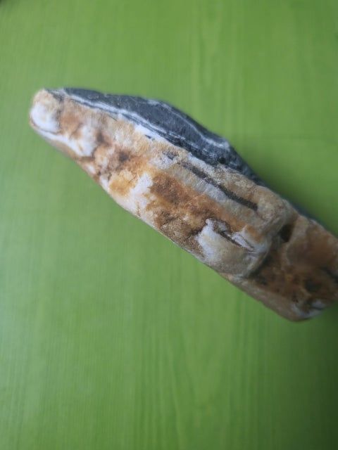 바다에서 돌을주웠는데 이게 무슨돌인가요의 1번 째 이미지