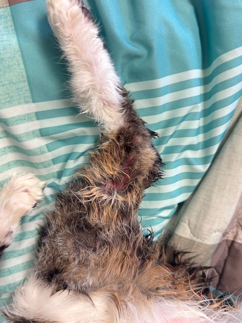 고양이 채혈 후 피부가 빨간데 괜찮나요의 0번 째 이미지