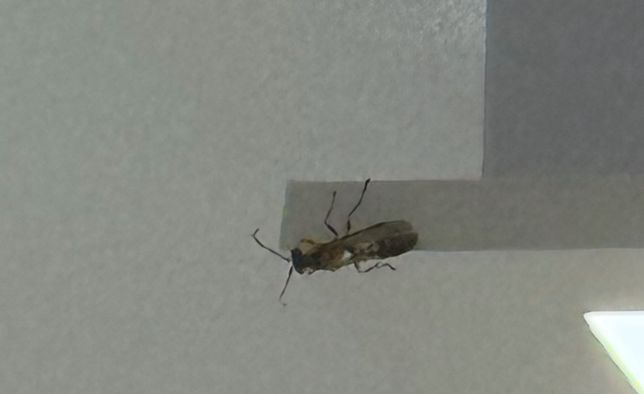 집에 들어온 벌레 노랑점나나니인가요?의 0번 째 이미지