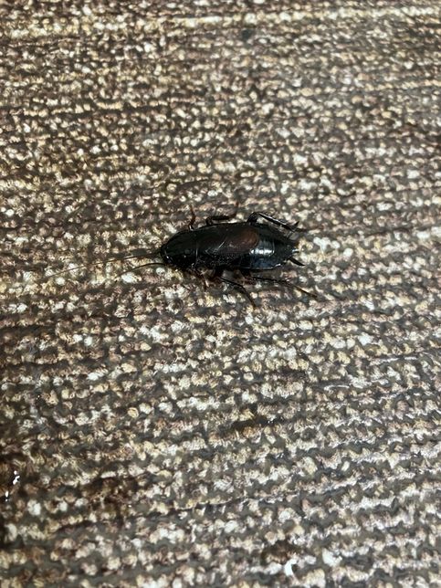 이거 바퀴벌레인가요?? 아니면 어떤 벌레인가요?의 0번 째 이미지