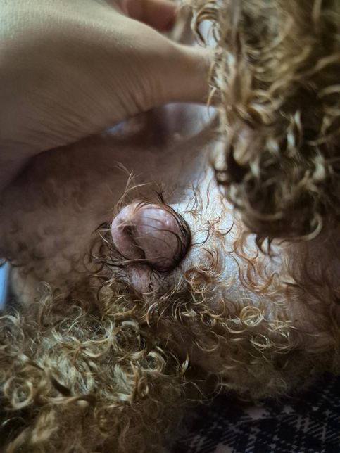 강아지가 성기를 자꾸 핥아서 보니까 뭐가 나있어요의 0번 째 이미지