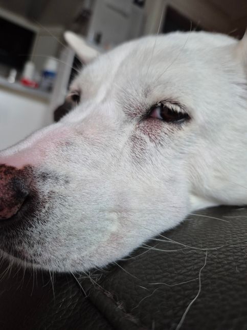 강아지 얼굴 혹 질문이요 급합니다..의 2번 째 이미지