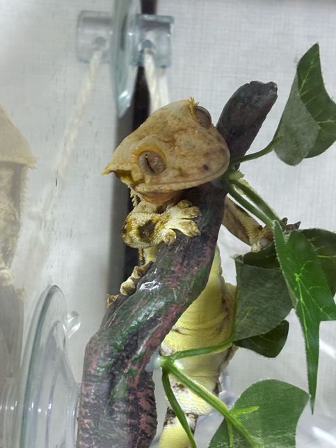 크레가 3-4살쯤 됐으면 성체인가요??의 1번 째 이미지