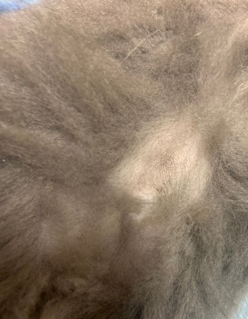 고양이 배에 점 같은 게 있는데 이건 뭔가요?의 0번 째 이미지