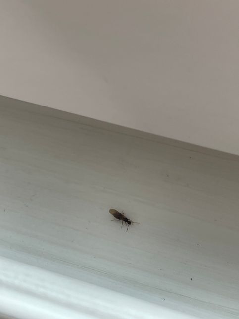 집에서 발견된 개미입니다. 무슨개미인지와 해결방법 도와쥬십시오의 0번 째 이미지