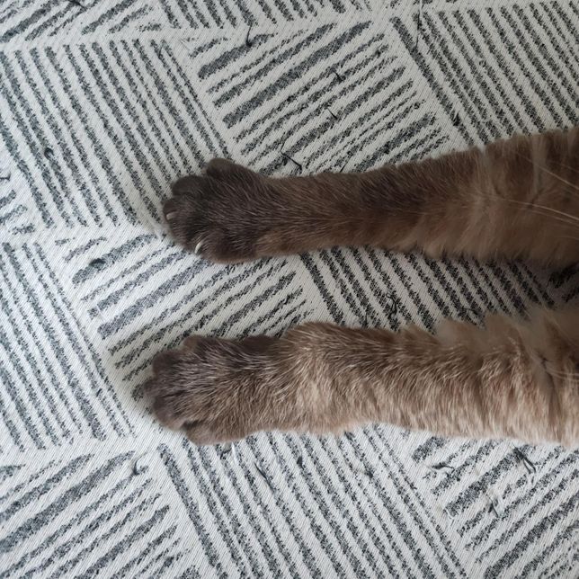 고양이 앞발 왼쪽 발목만 부었습니다.의 1번 째 이미지