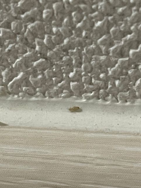 원룸입니다 벌레가 벽을따라 기어다니는데 벌레종류를 알려주세요 퇴치법도 있을까요의 1번 째 이미지