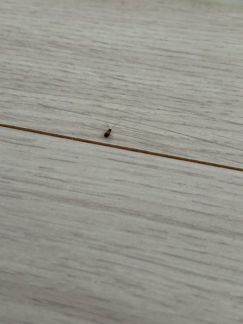 이게 도대체 무슨 벌레인가요...?의 0번 째 이미지