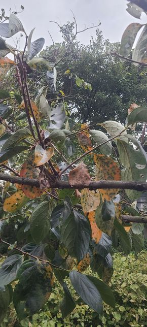 감나무가 병충해가 너무심해요 ...의 0번 째 이미지