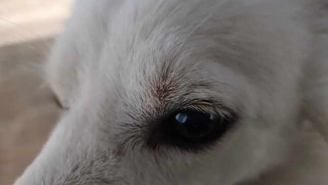 강아지 눈 위쪽이 빨갛게 부었는데 뭘까요?의 1번 째 이미지